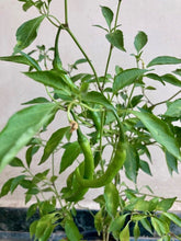 Load image into Gallery viewer, Sow and Grow DIY Gardening Kit of Chilli (Grow it Yourself Vegetable Kit)