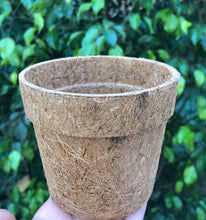 Load image into Gallery viewer, Sow and Grow DIY Gardening Kit of Spinach (Grow it Yourself Vegetable Kit)