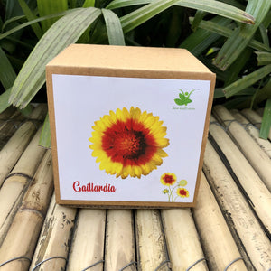 Sow and Grow DIY Gardening Kit of Gaillardia Flowers