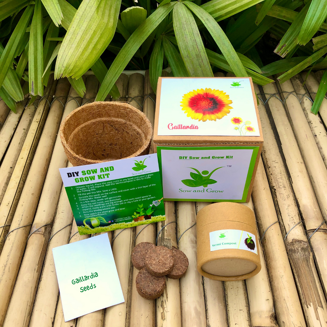 Sow and Grow DIY Gardening Kit of Gaillardia Flowers
