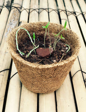 Load image into Gallery viewer, Heart: Clay Rakhi with Tomato Seeds | Combo with a DIY Gardening Kit
