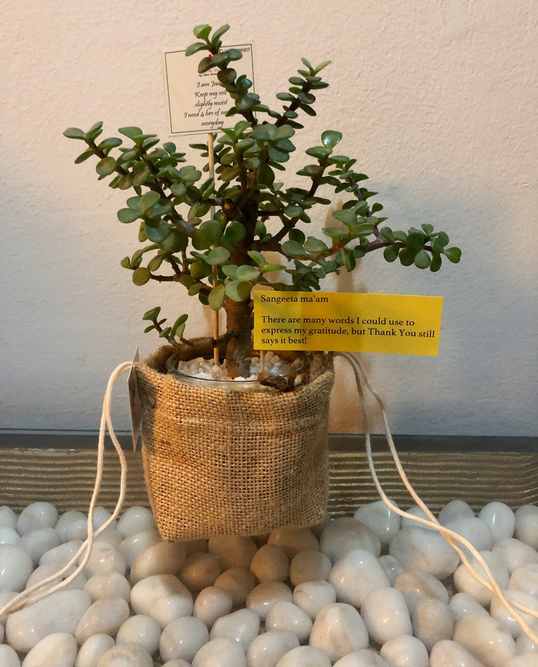 Terrarium with a Jute Bag | Only available in Delhi NCR