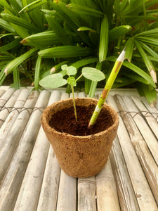 Sow and Grow 5 Plantable Seed Pencils in a Re-usable Pencil Box | For Writing, Drawing, Sketching
