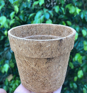 Sow and Grow DIY Gardening Kit of Cosmos Flowers